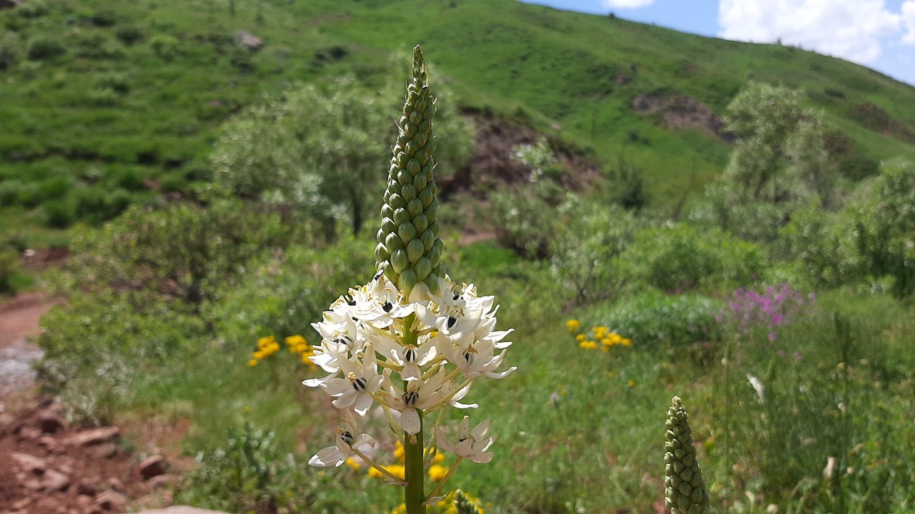 Ornithogalum persicum