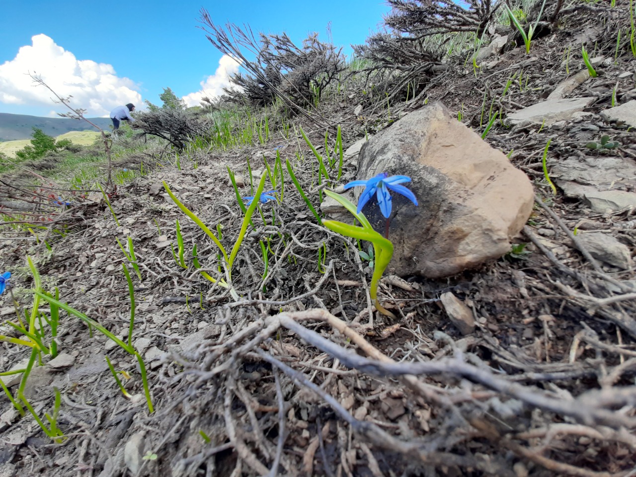 Scilla siberica