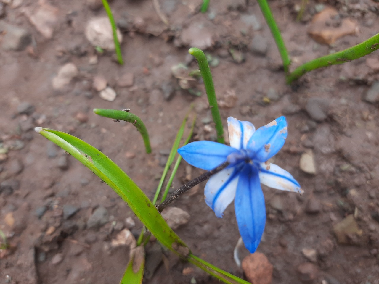 Scilla siberica