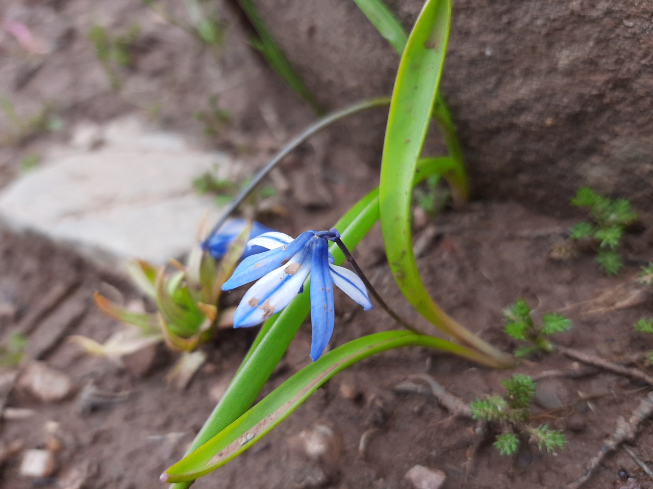 Scilla siberica