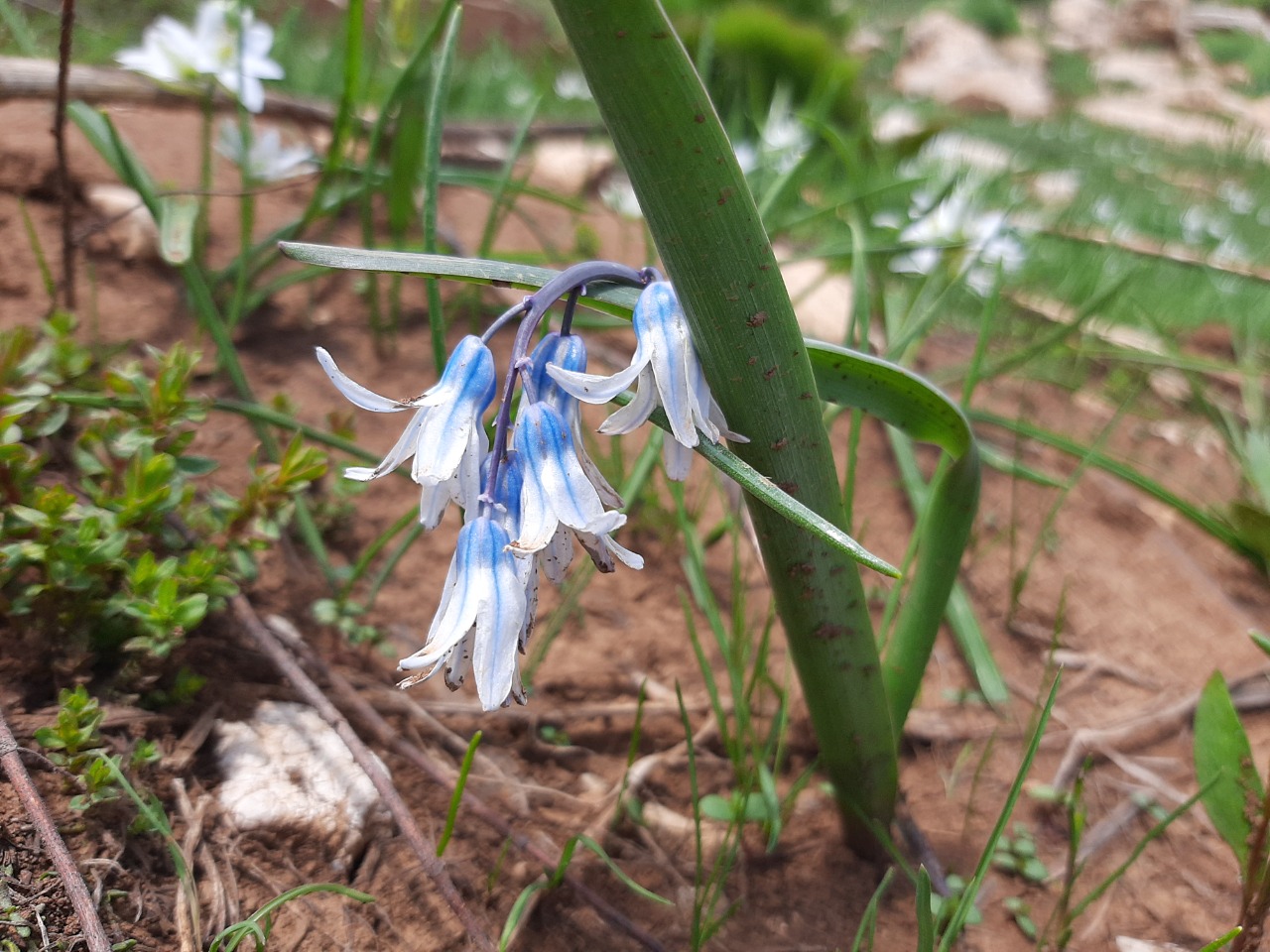 Scilla siberica subsp. armena