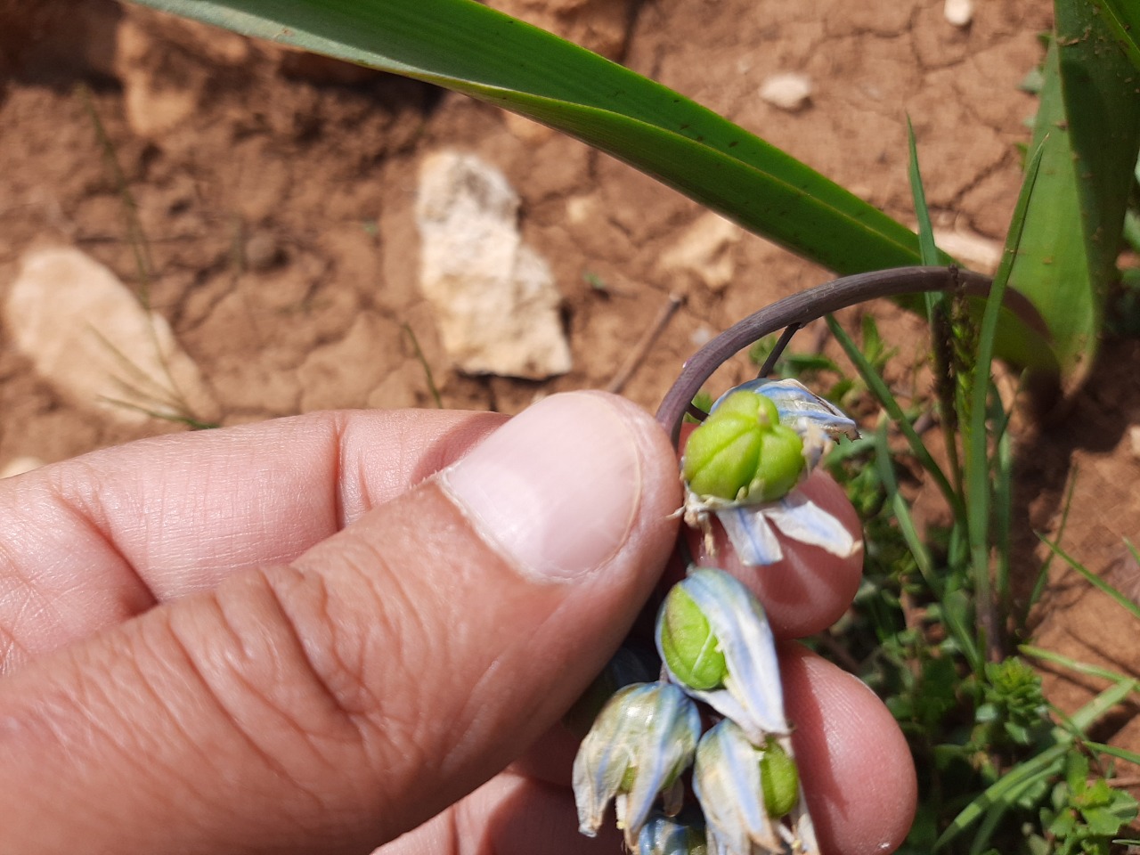 Scilla siberica subsp. armena