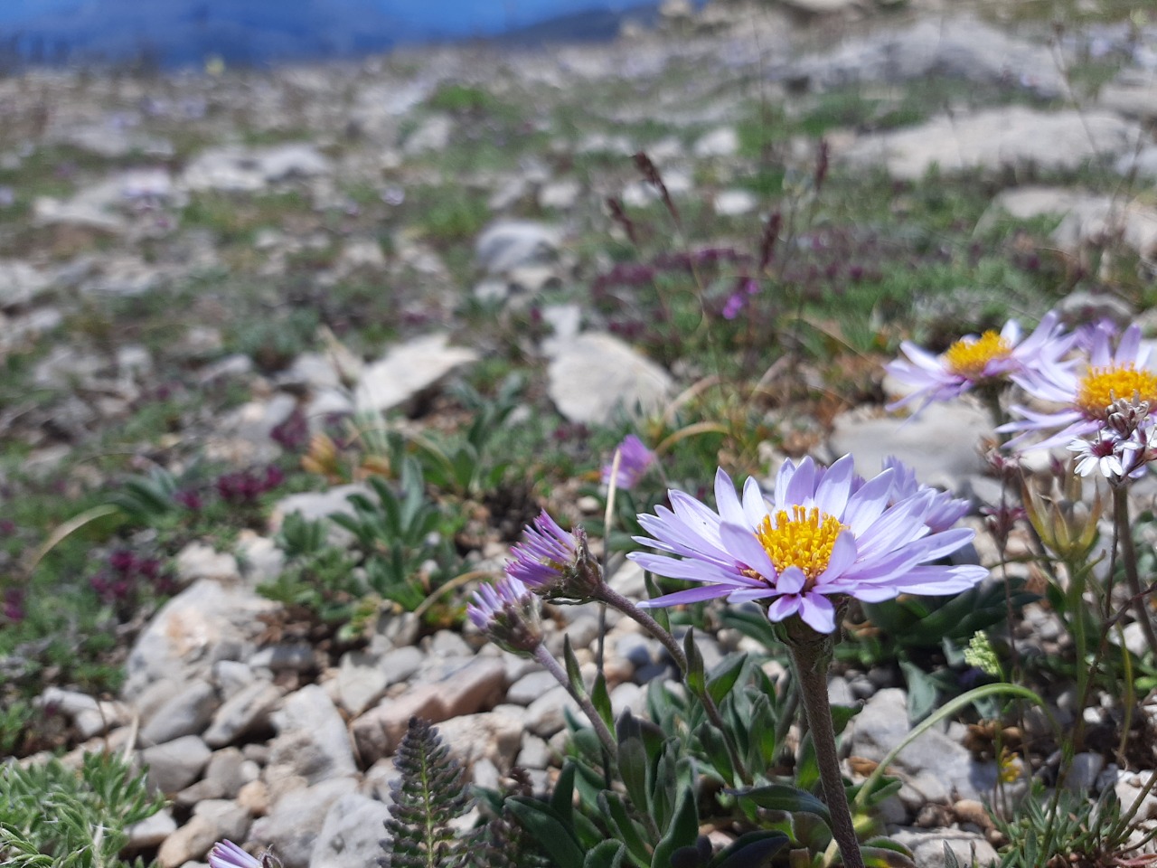 Aster alpinus