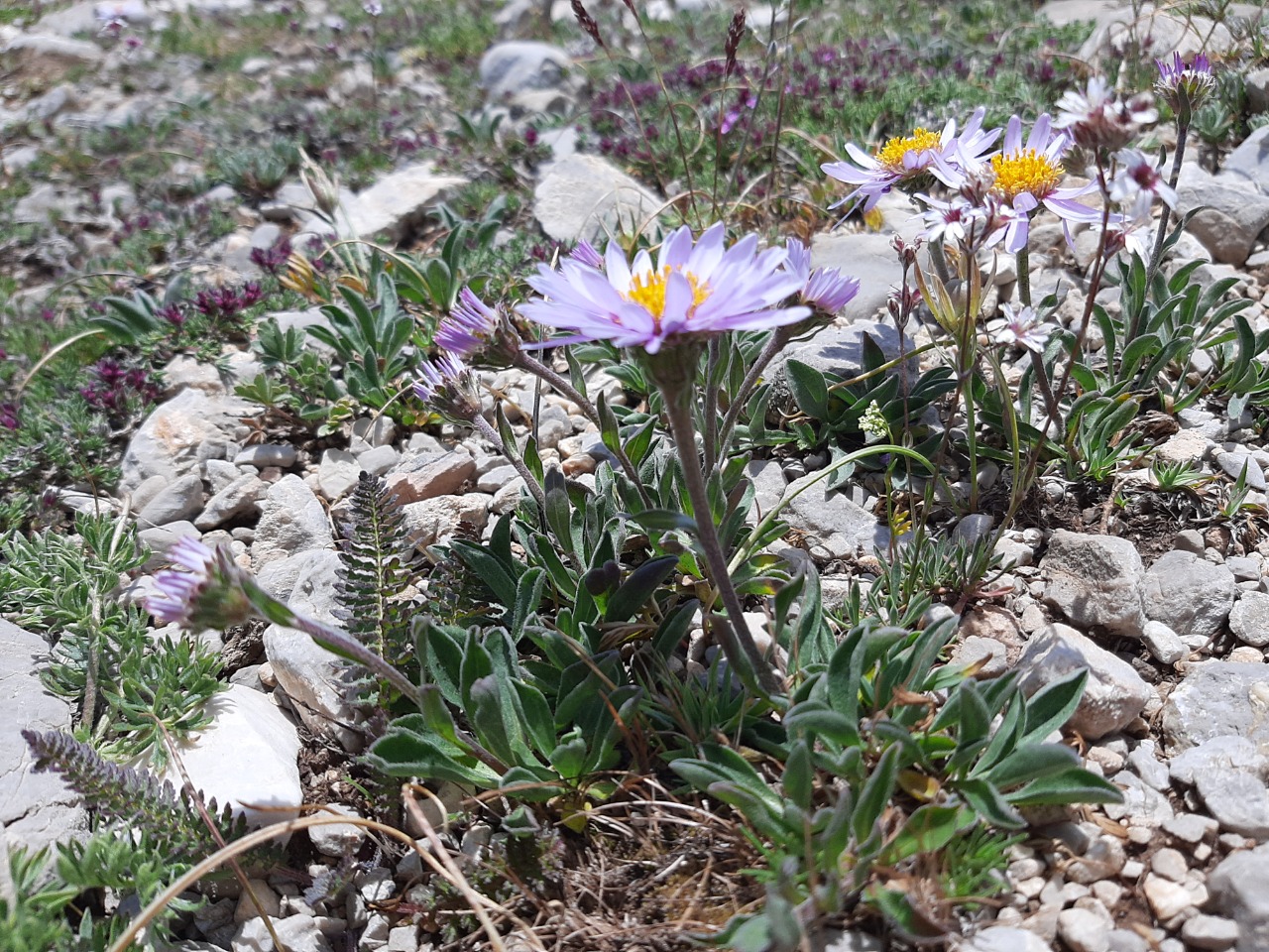 Aster alpinus