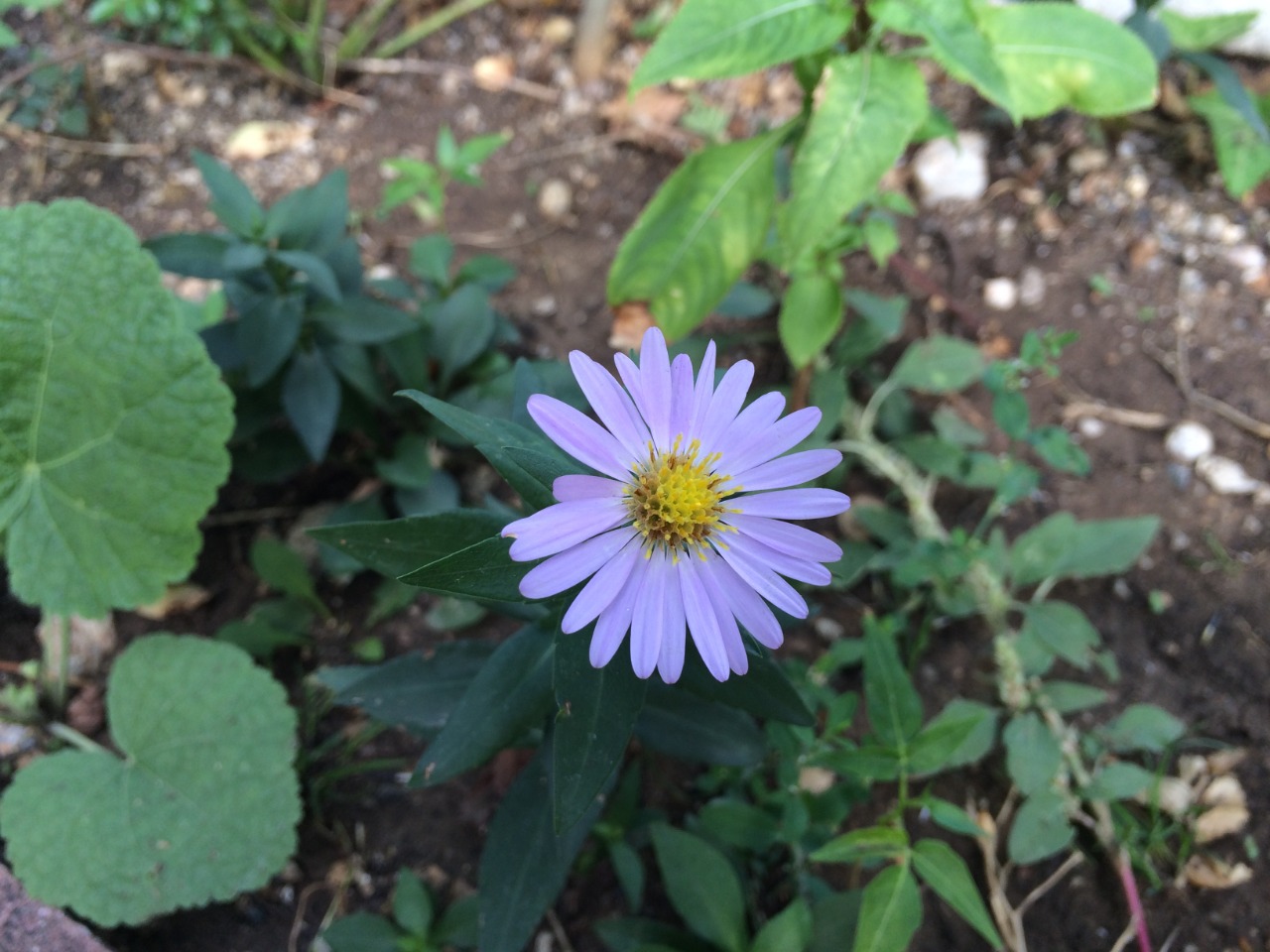 Aster alpinus