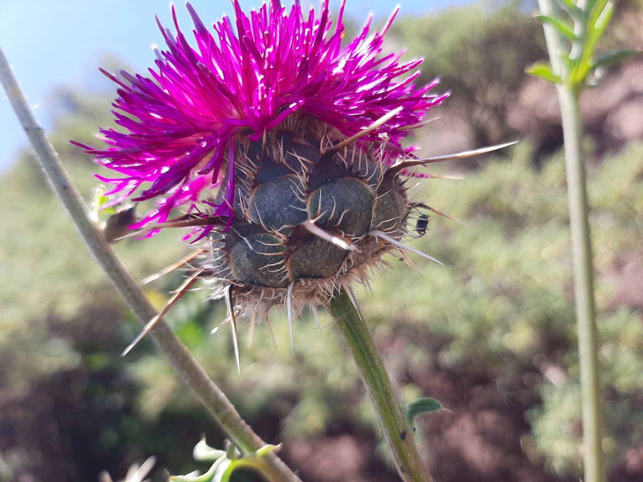 Centaurea carduiformis