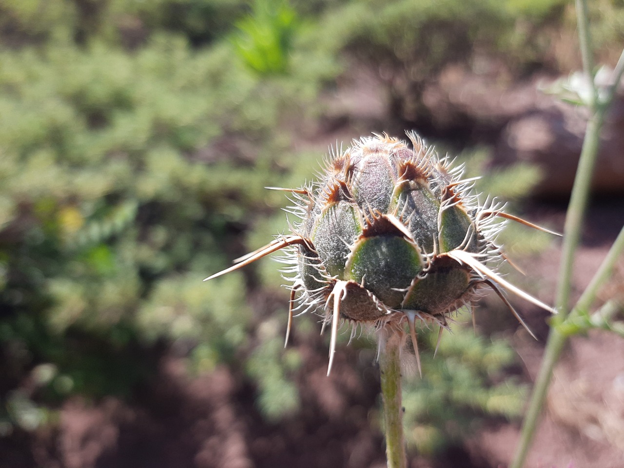 Centaurea carduiformis