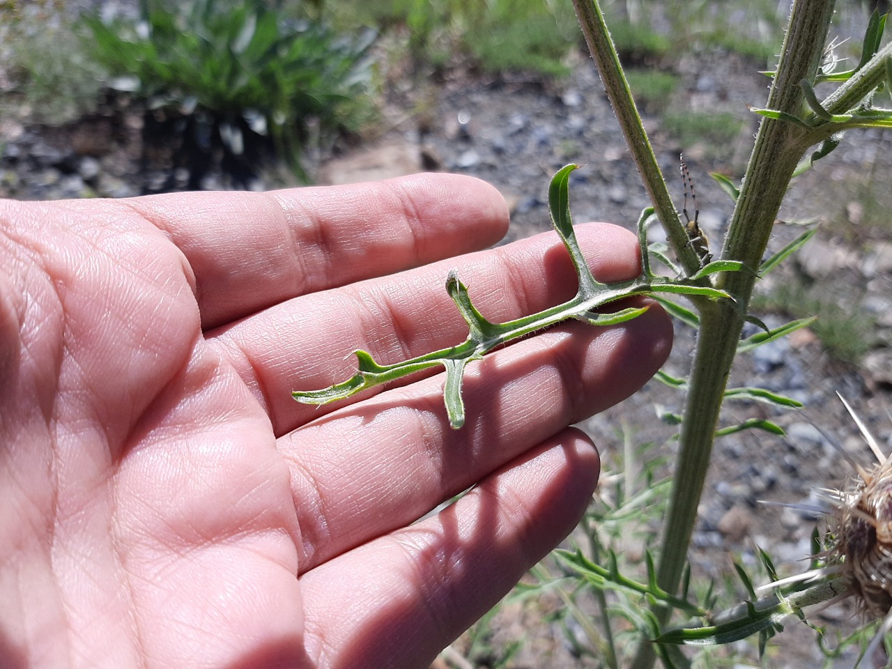 Centaurea carduiformis