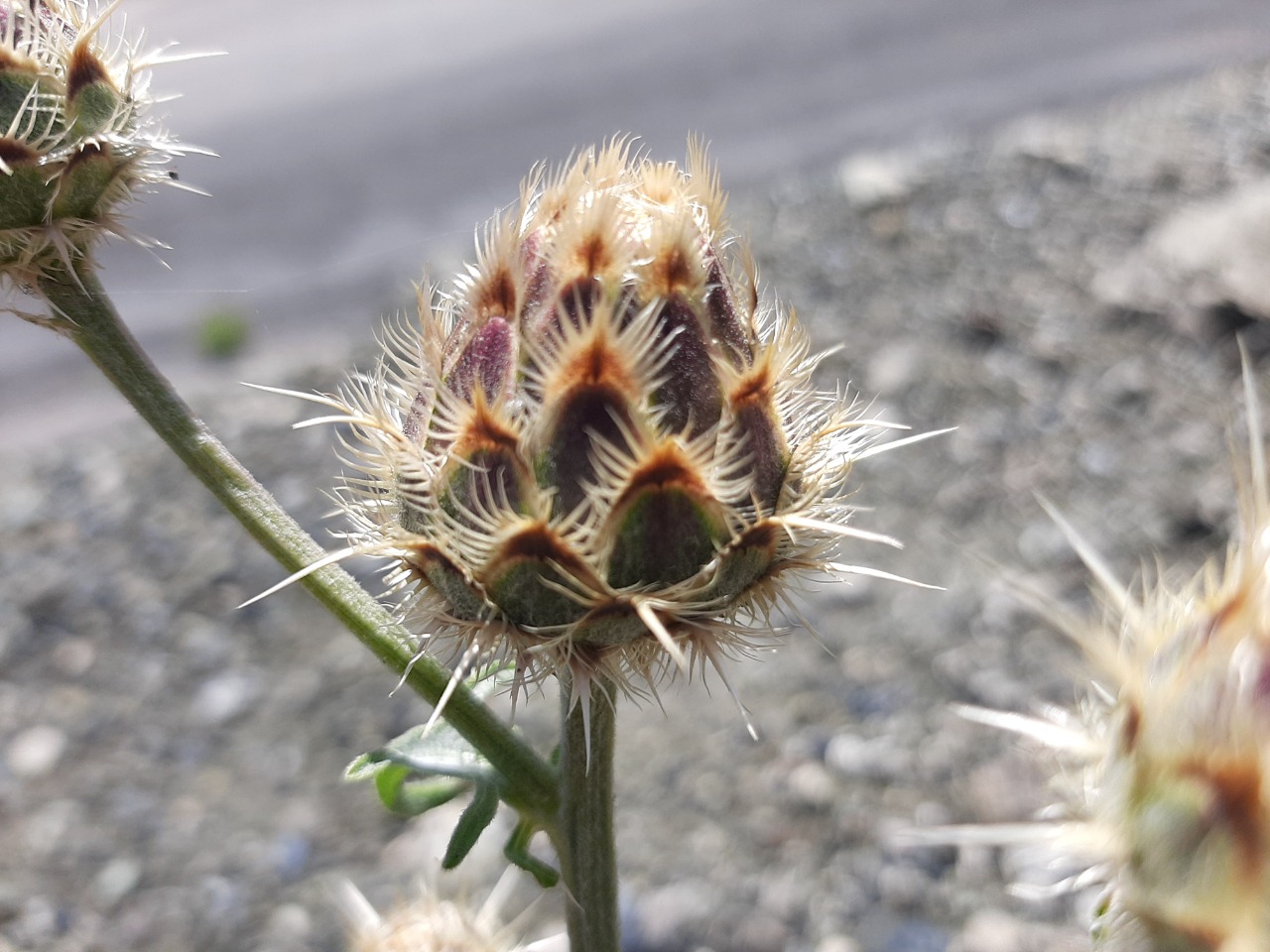 Centaurea carduiformis