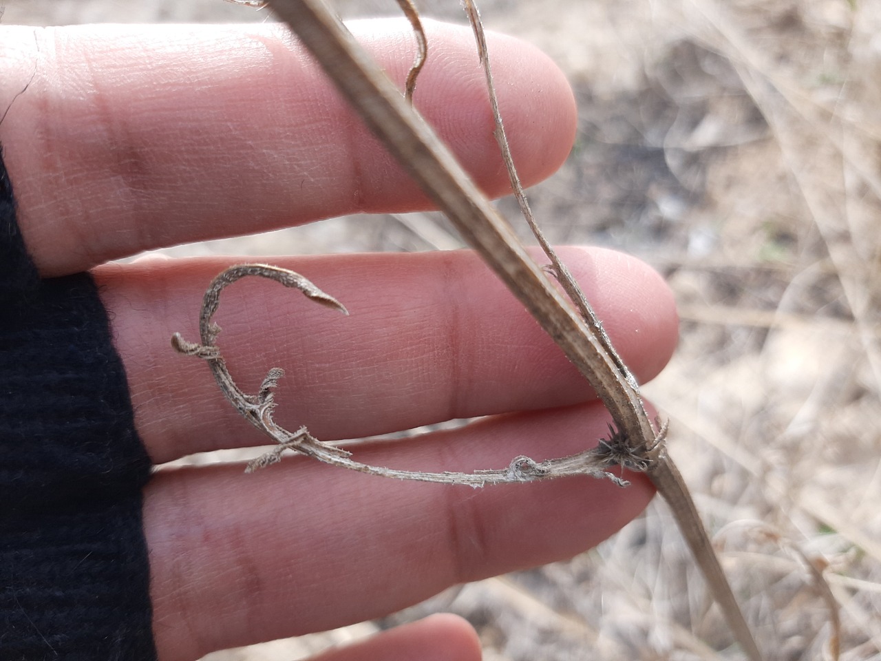 Centaurea carduiformis