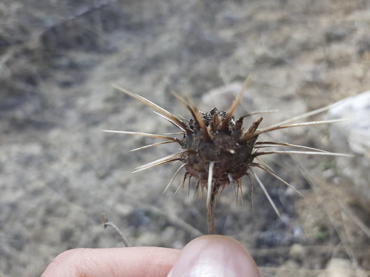 Centaurea carduiformis
