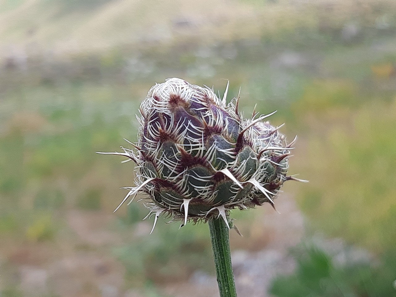 Centaurea carduiformis