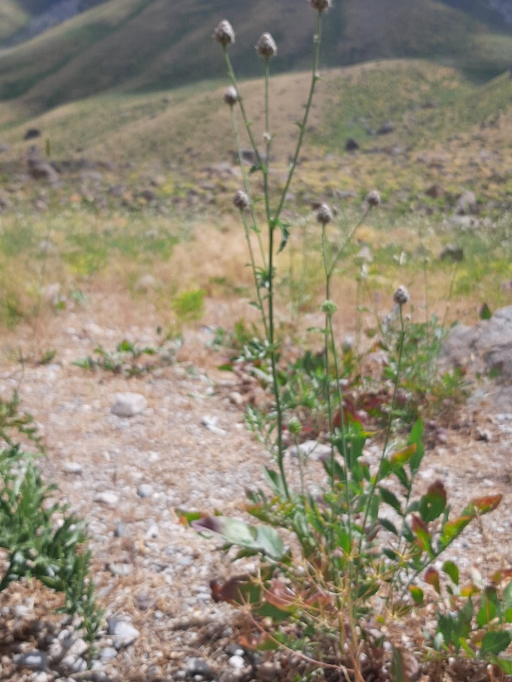 Centaurea carduiformis