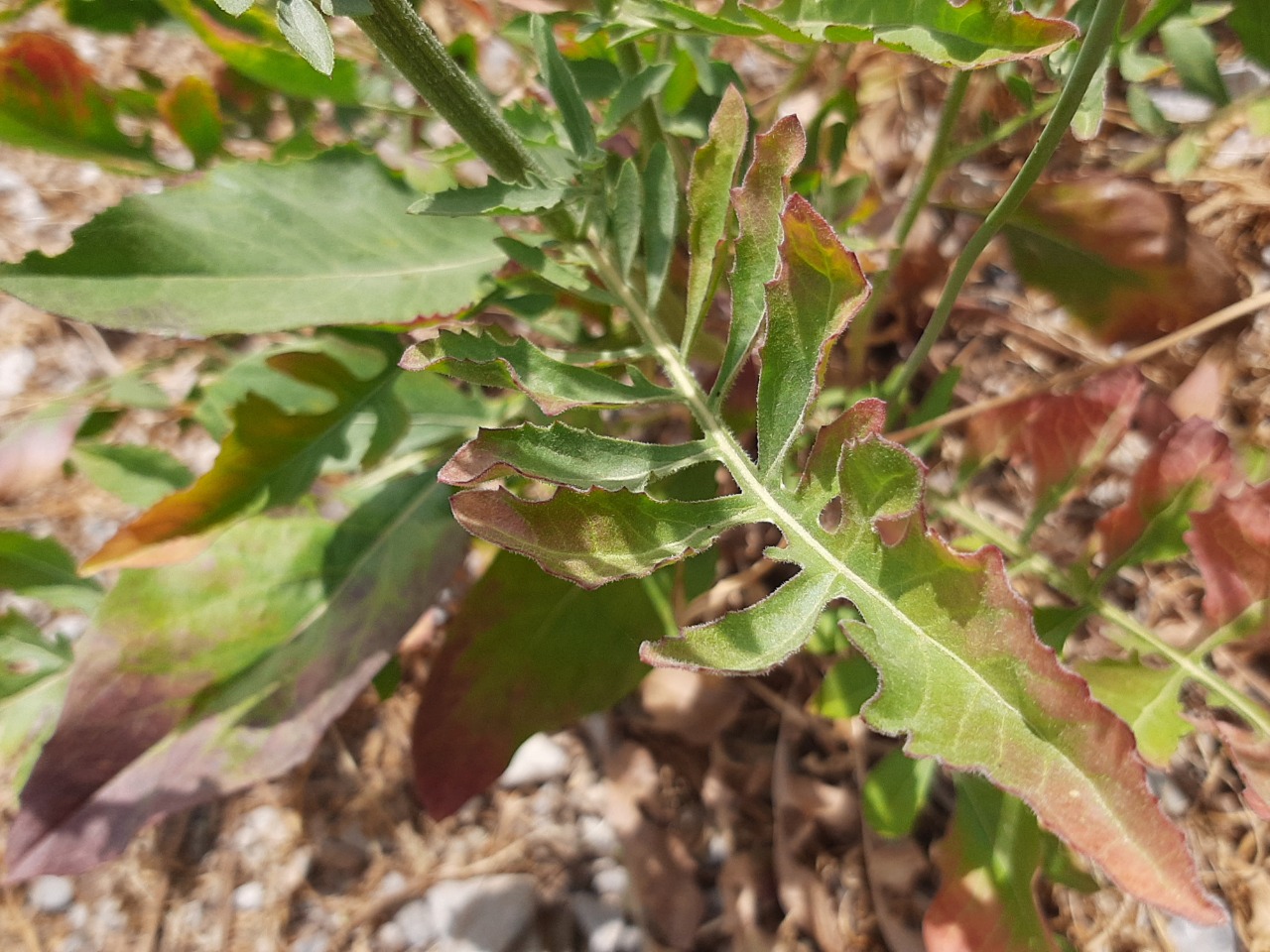 Centaurea carduiformis