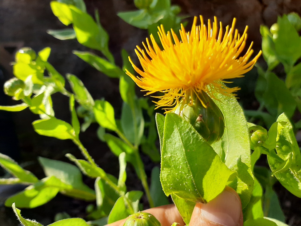 Centaurea polypodiifolia