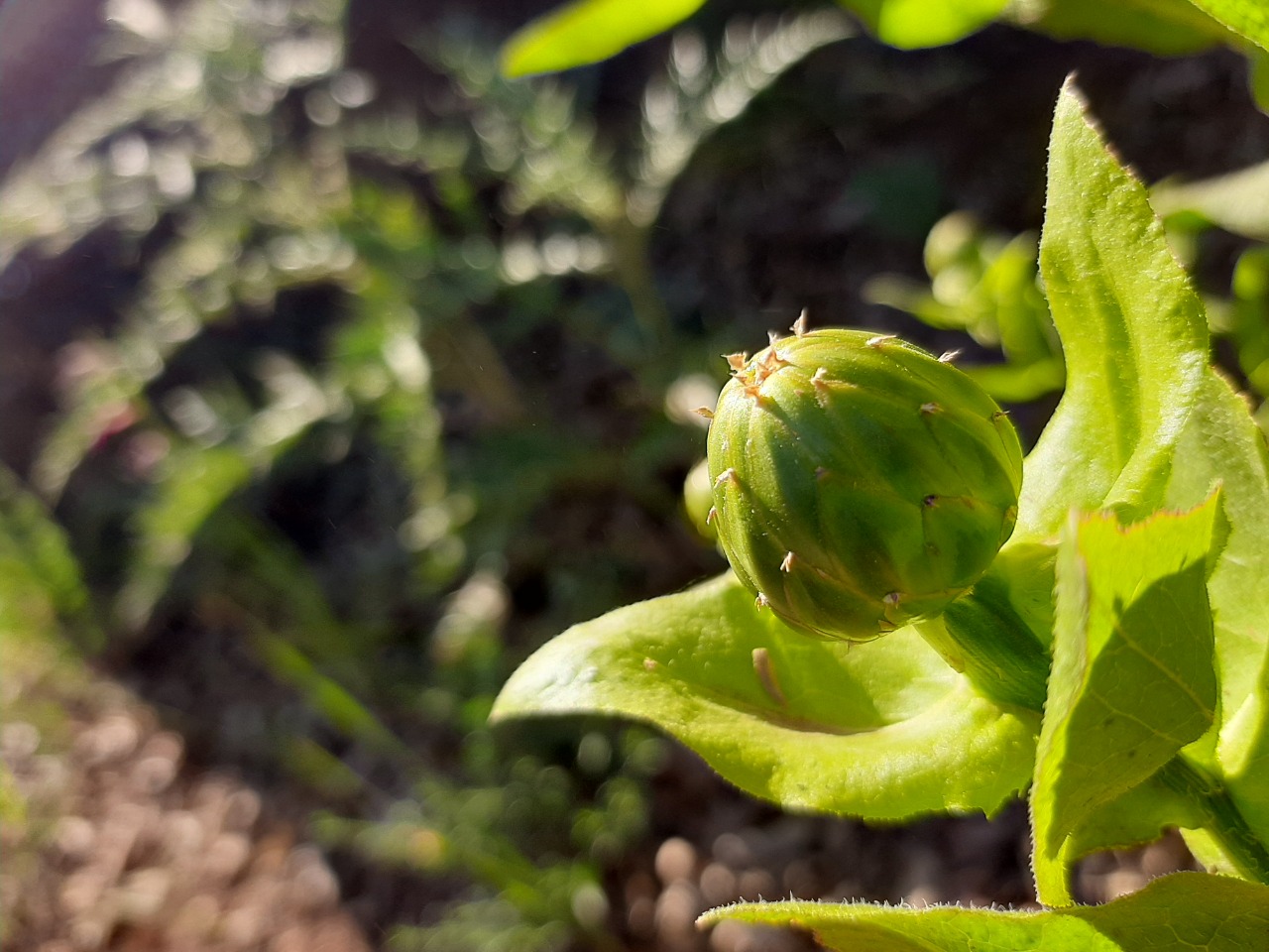 Centaurea polypodiifolia