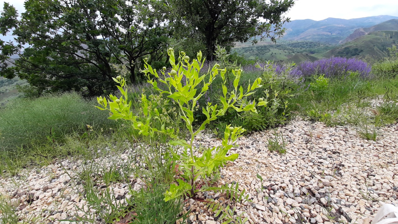 Centaurea polypodiifolia