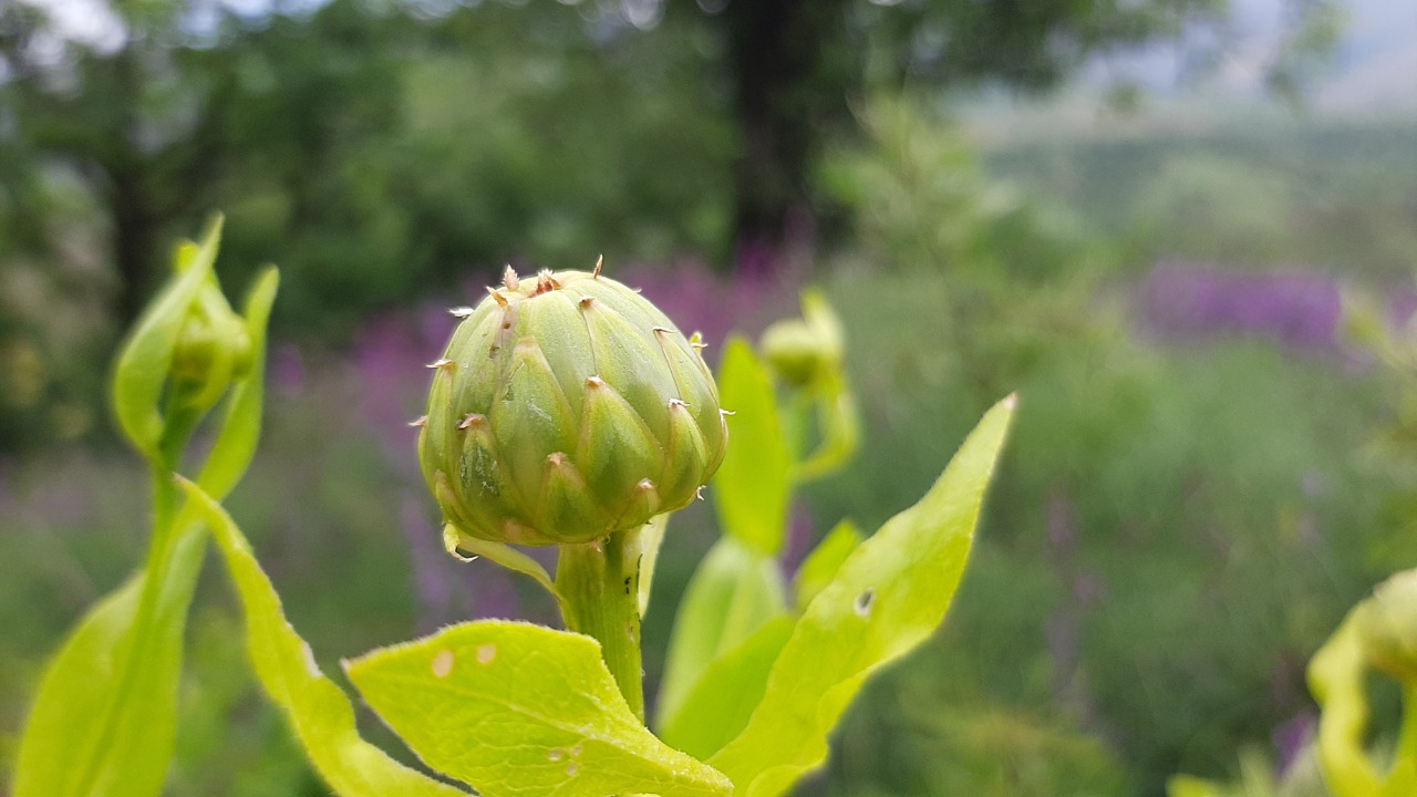 Centaurea polypodiifolia