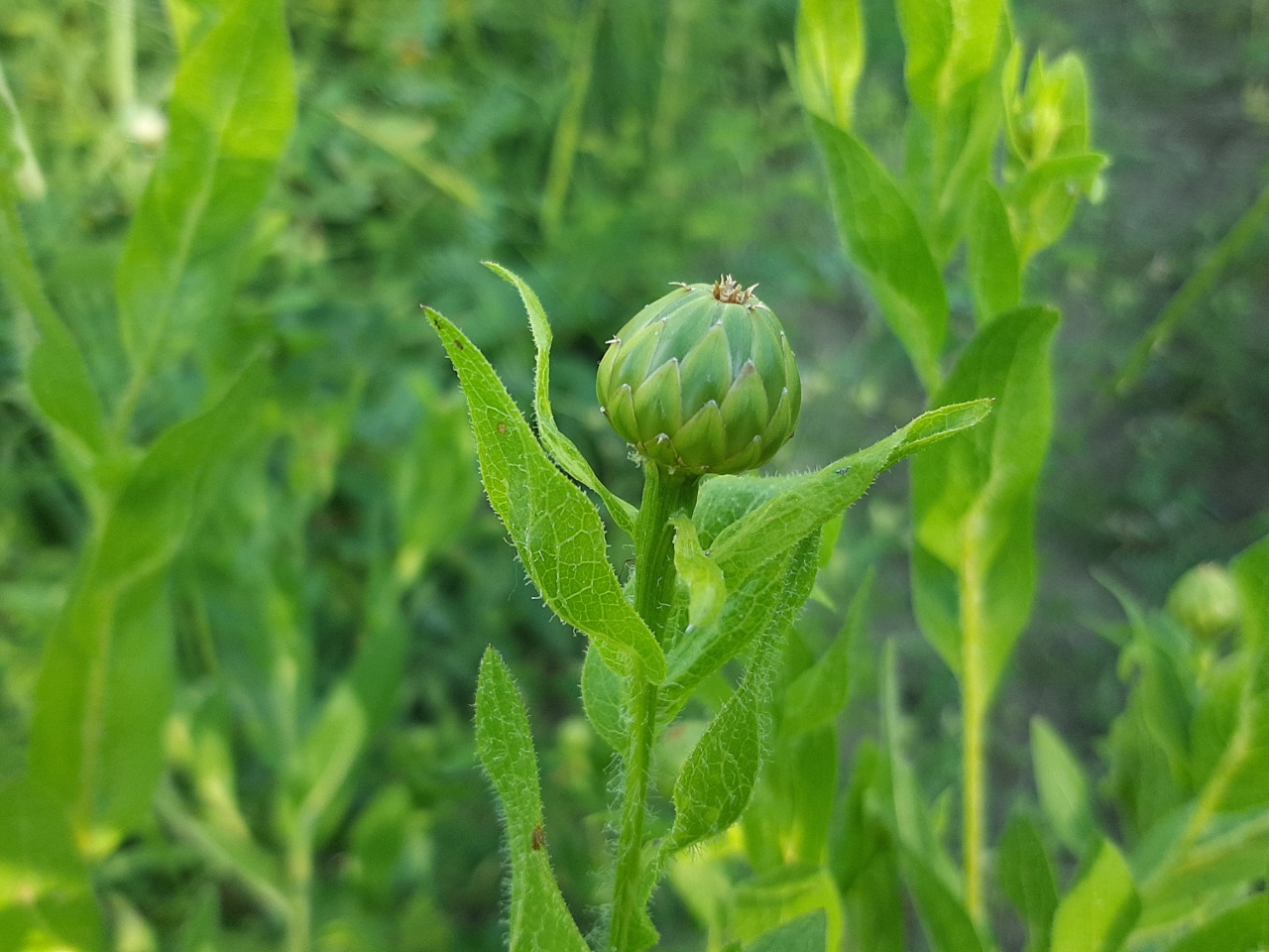 Centaurea polypodiifolia