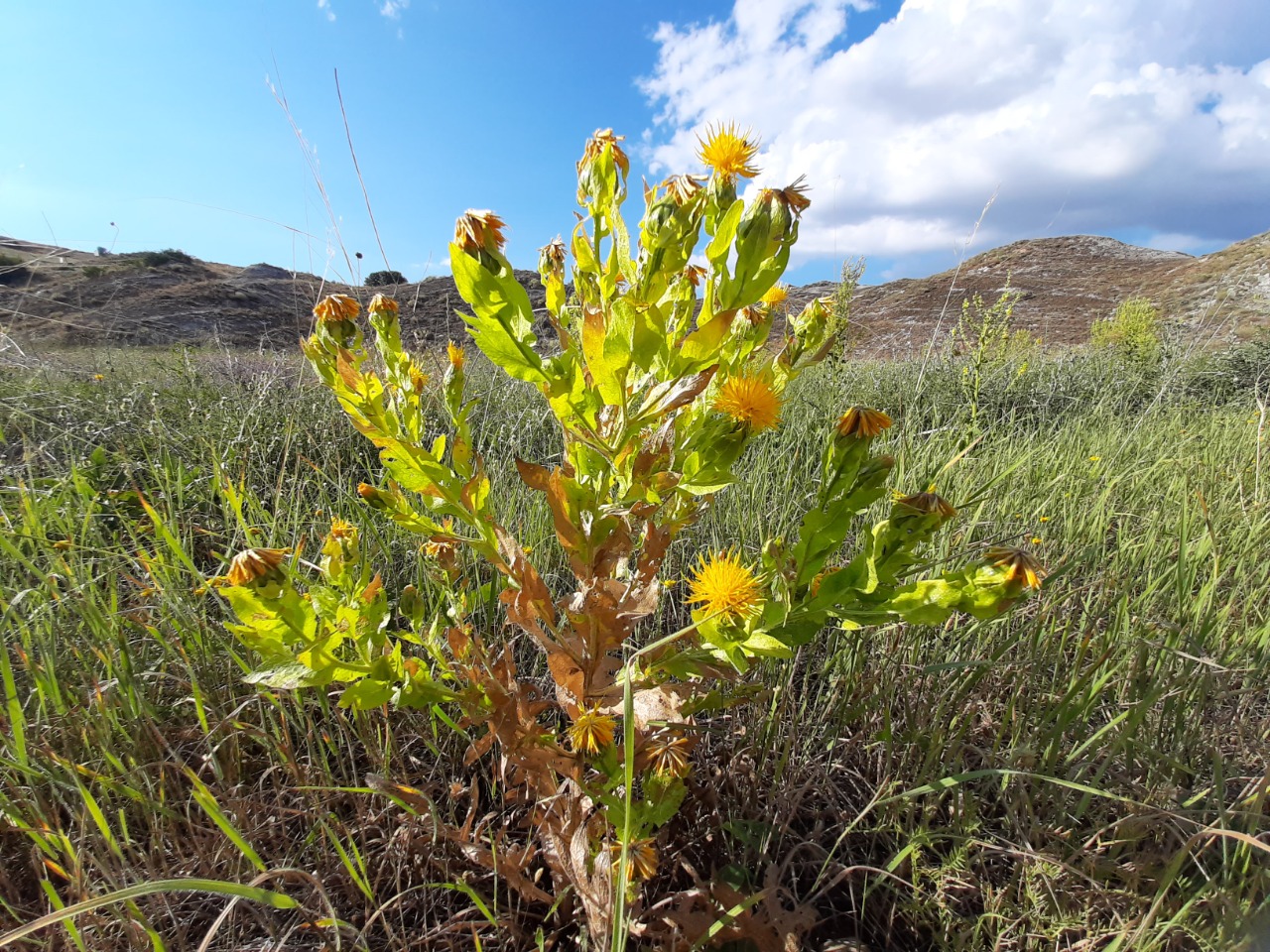 Centaurea polypodiifolia