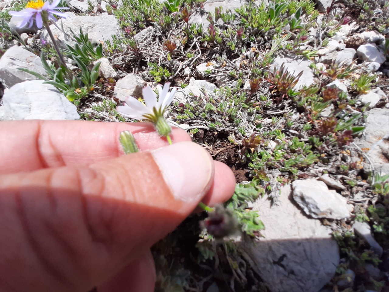 Crepis dioritica