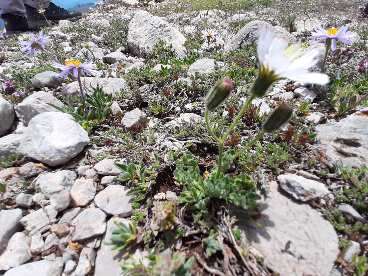 Crepis dioritica