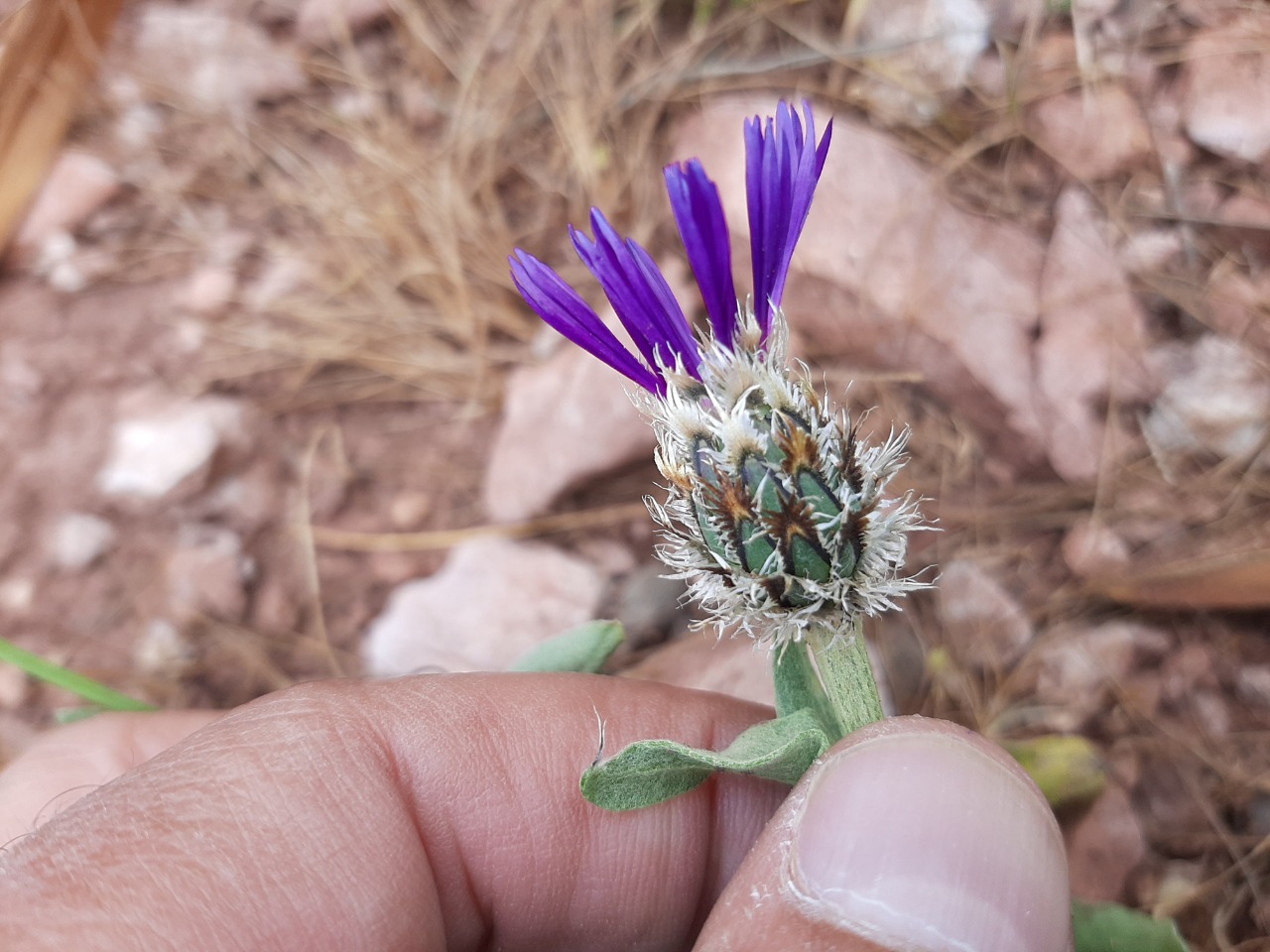 Cyanus triumfettii