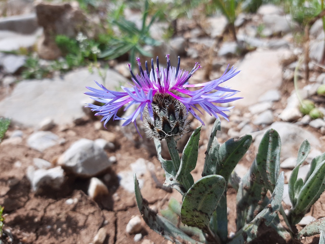 Cyanus triumfettii