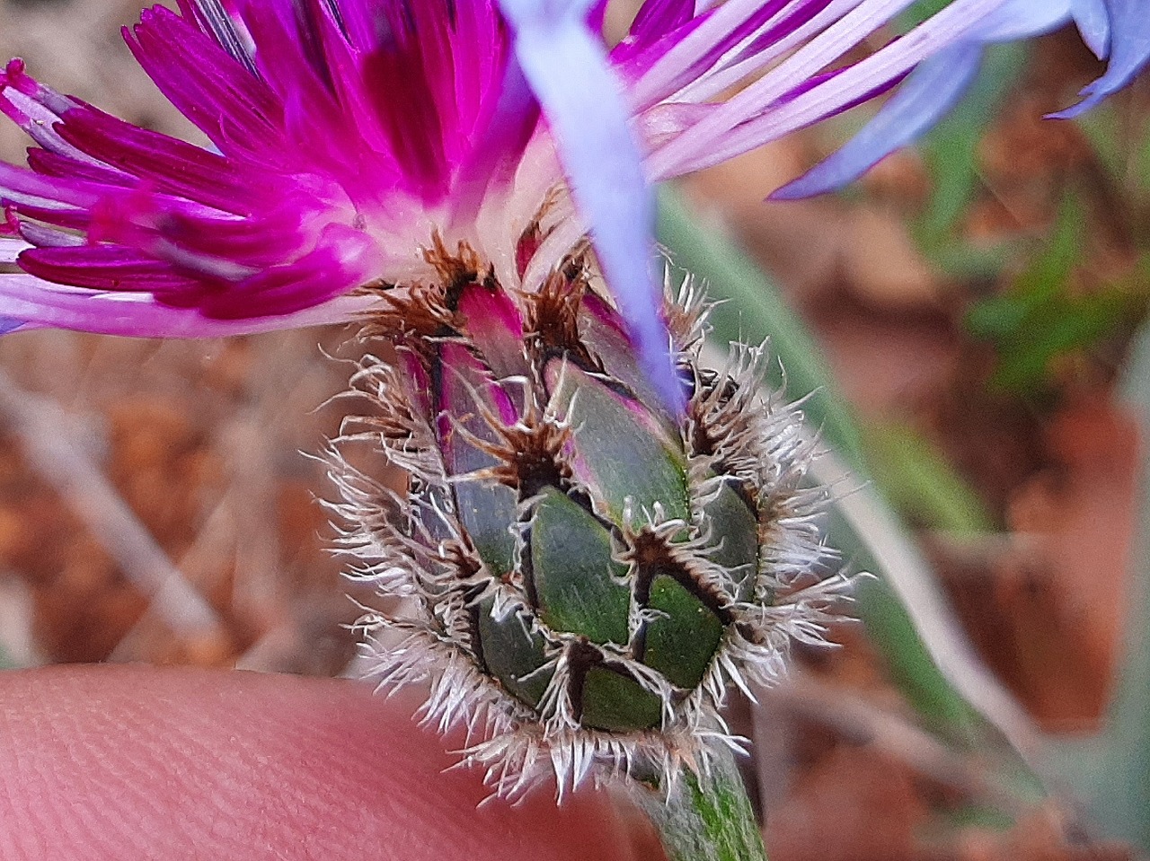 Cyanus triumfettii