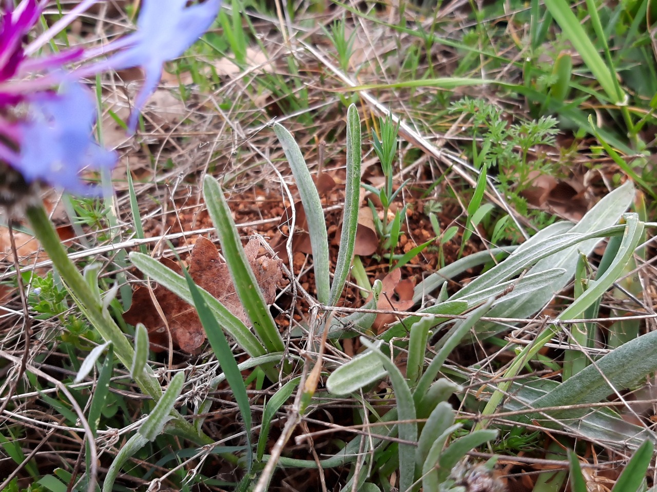 Cyanus triumfettii