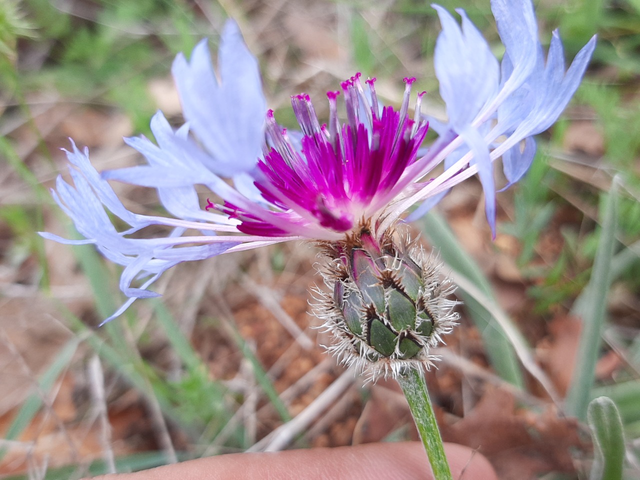 Cyanus triumfettii