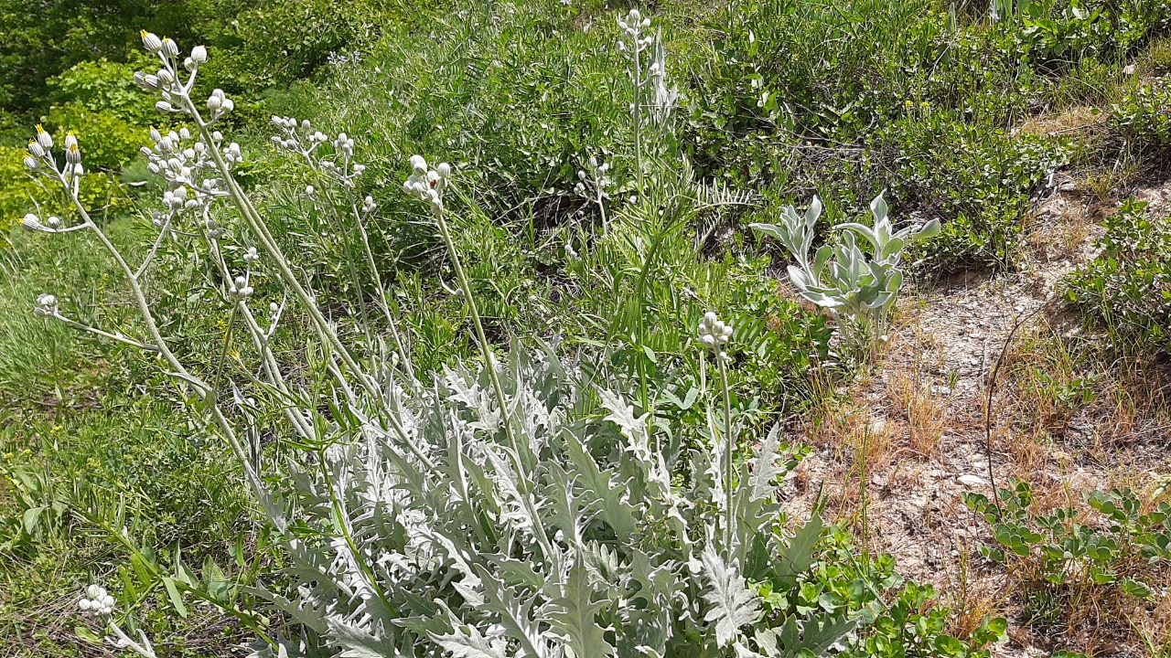 Turanecio lorentii