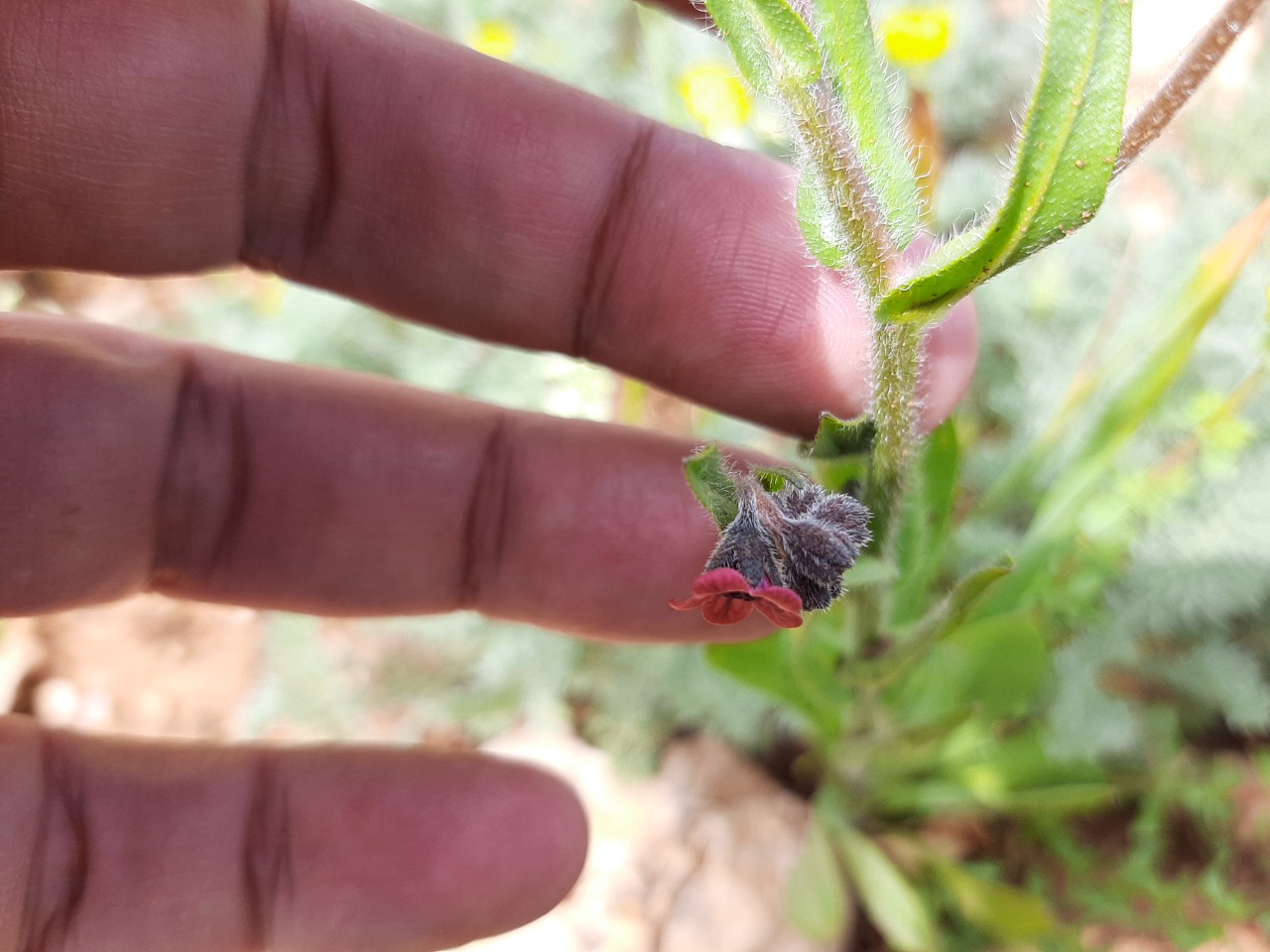 Cynoglossum germanicum