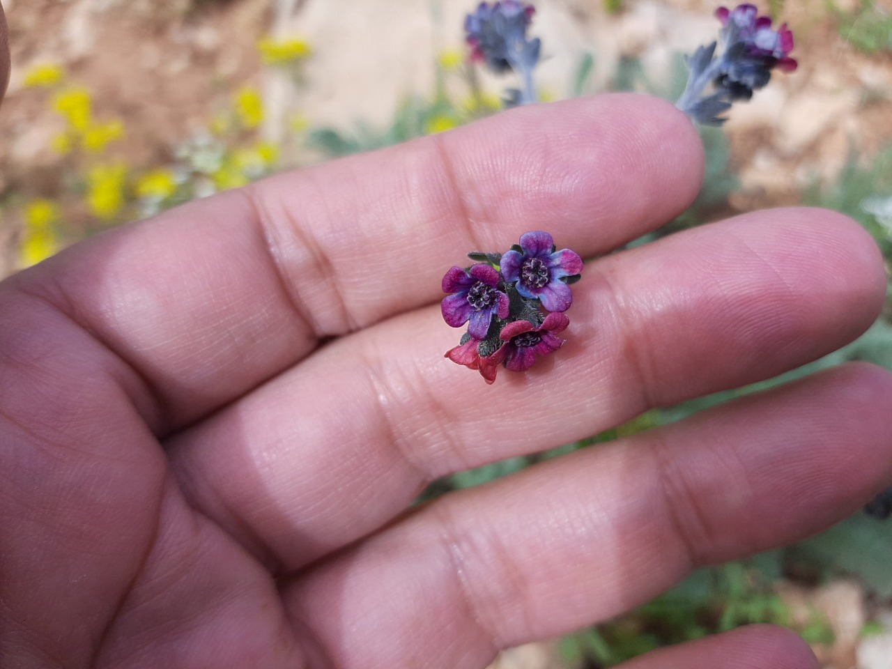 Cynoglossum germanicum