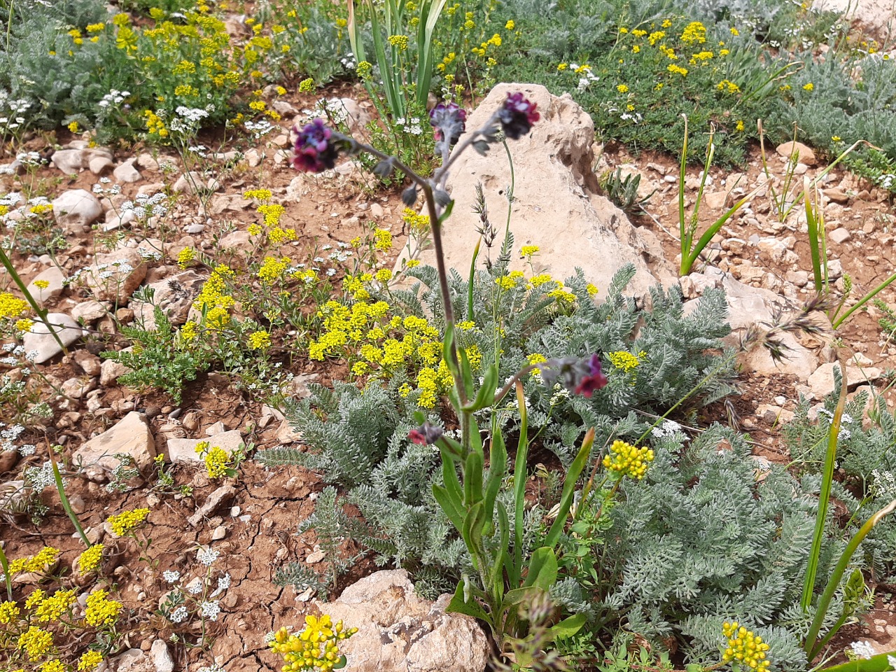 Cynoglossum germanicum