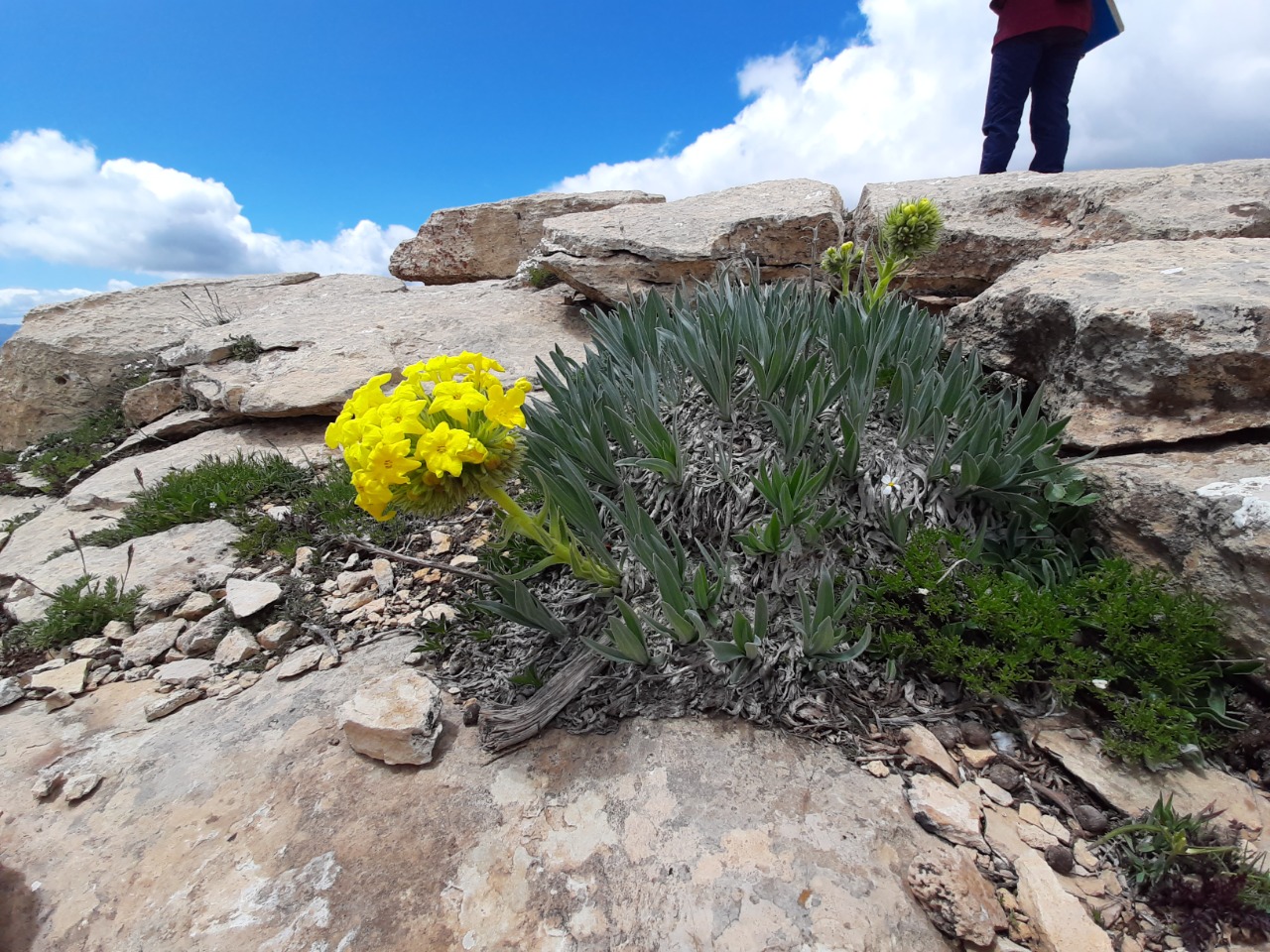 Macrotomia densiflora