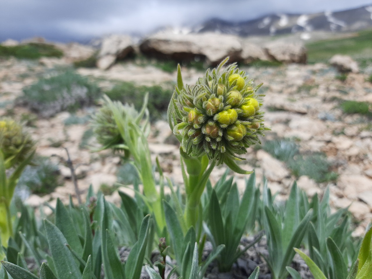 Macrotomia densiflora