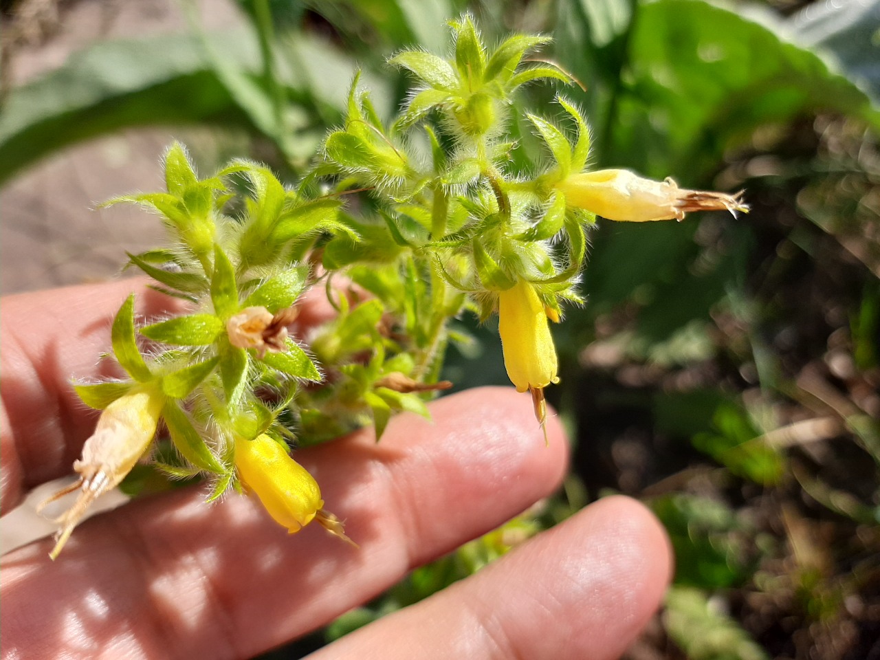 Onosma sericea