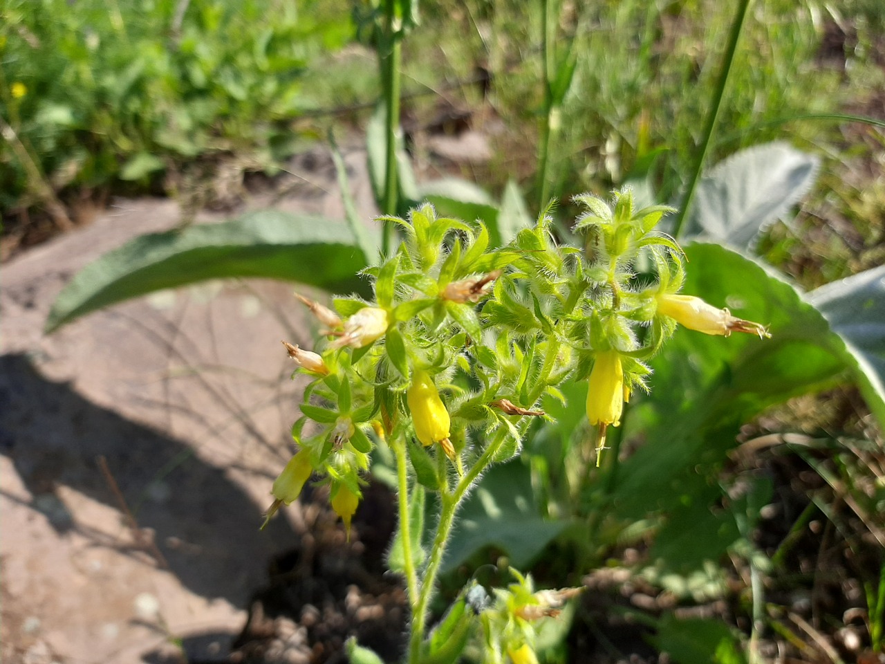 Onosma sericea