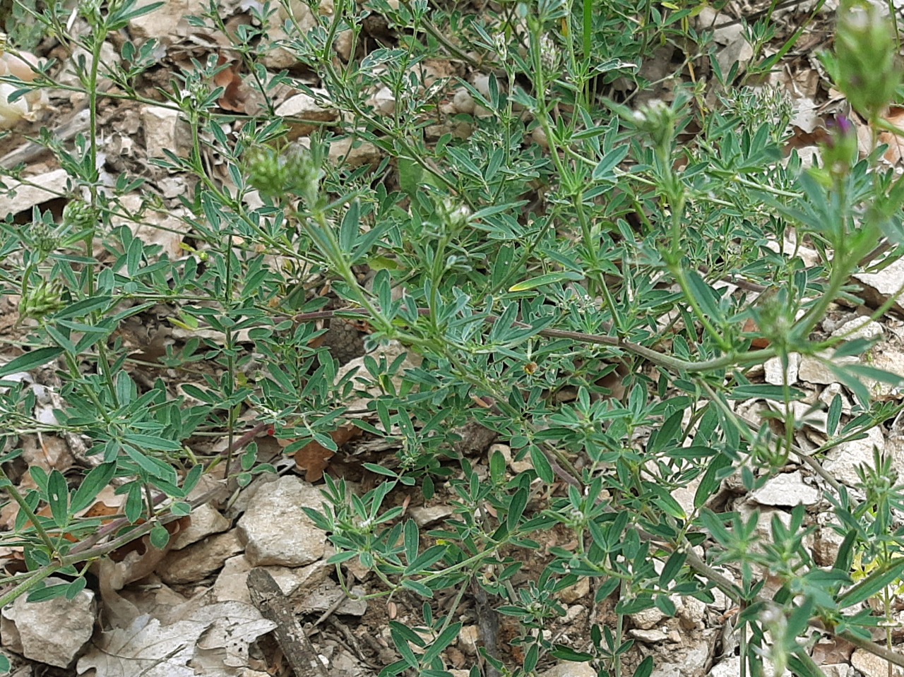 Onosma sericea