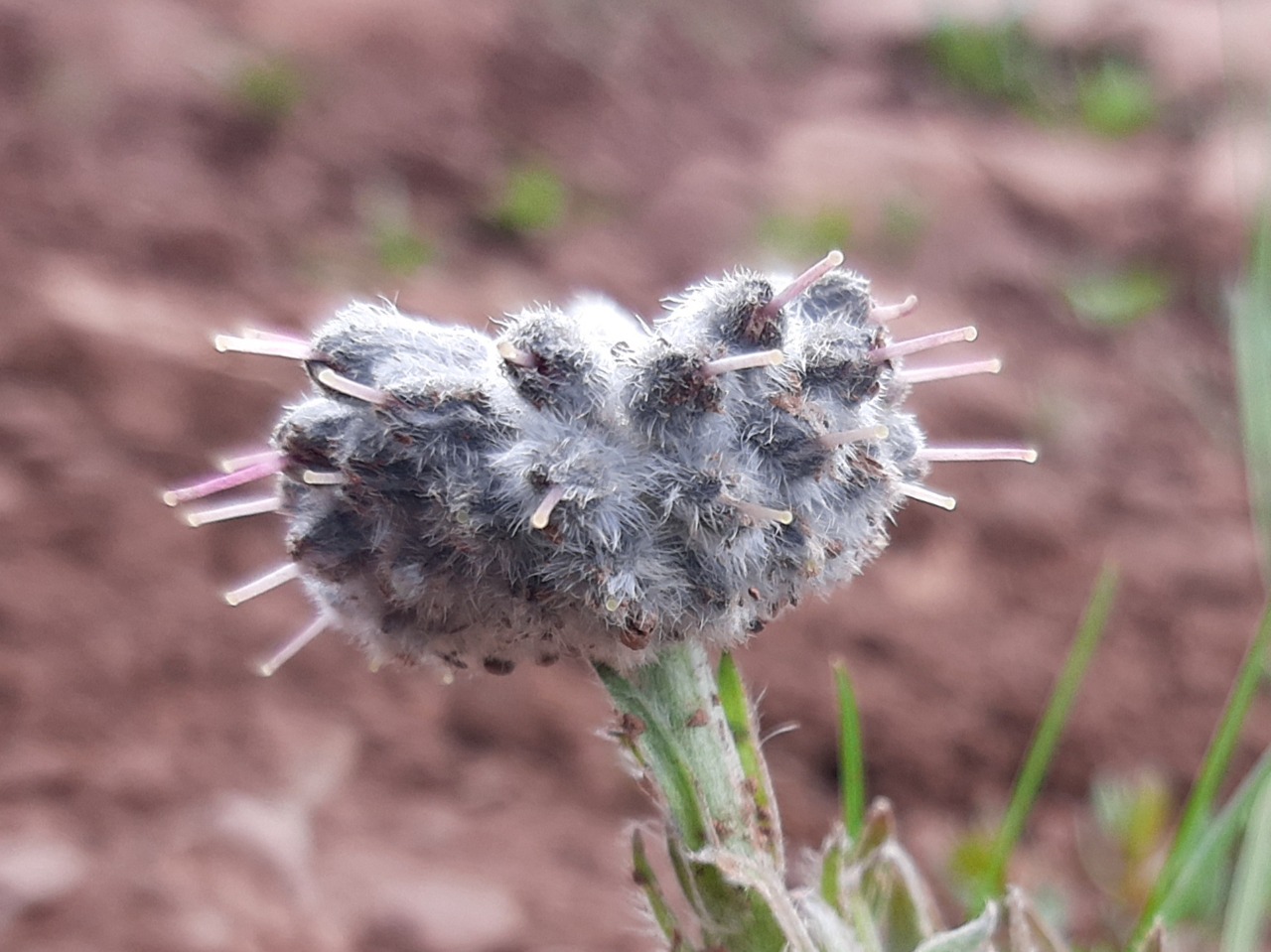 Rindera caespitosa