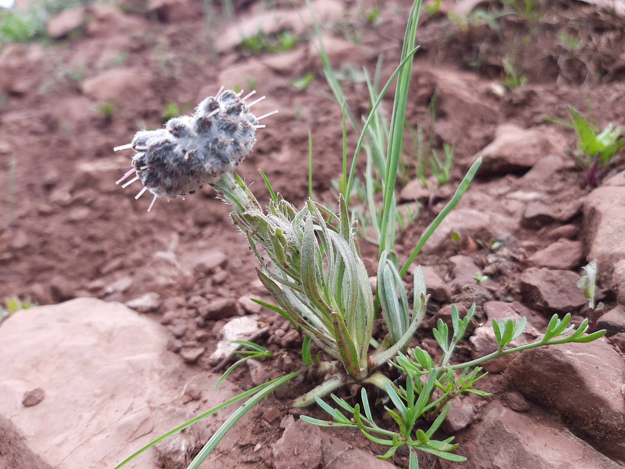 Rindera caespitosa