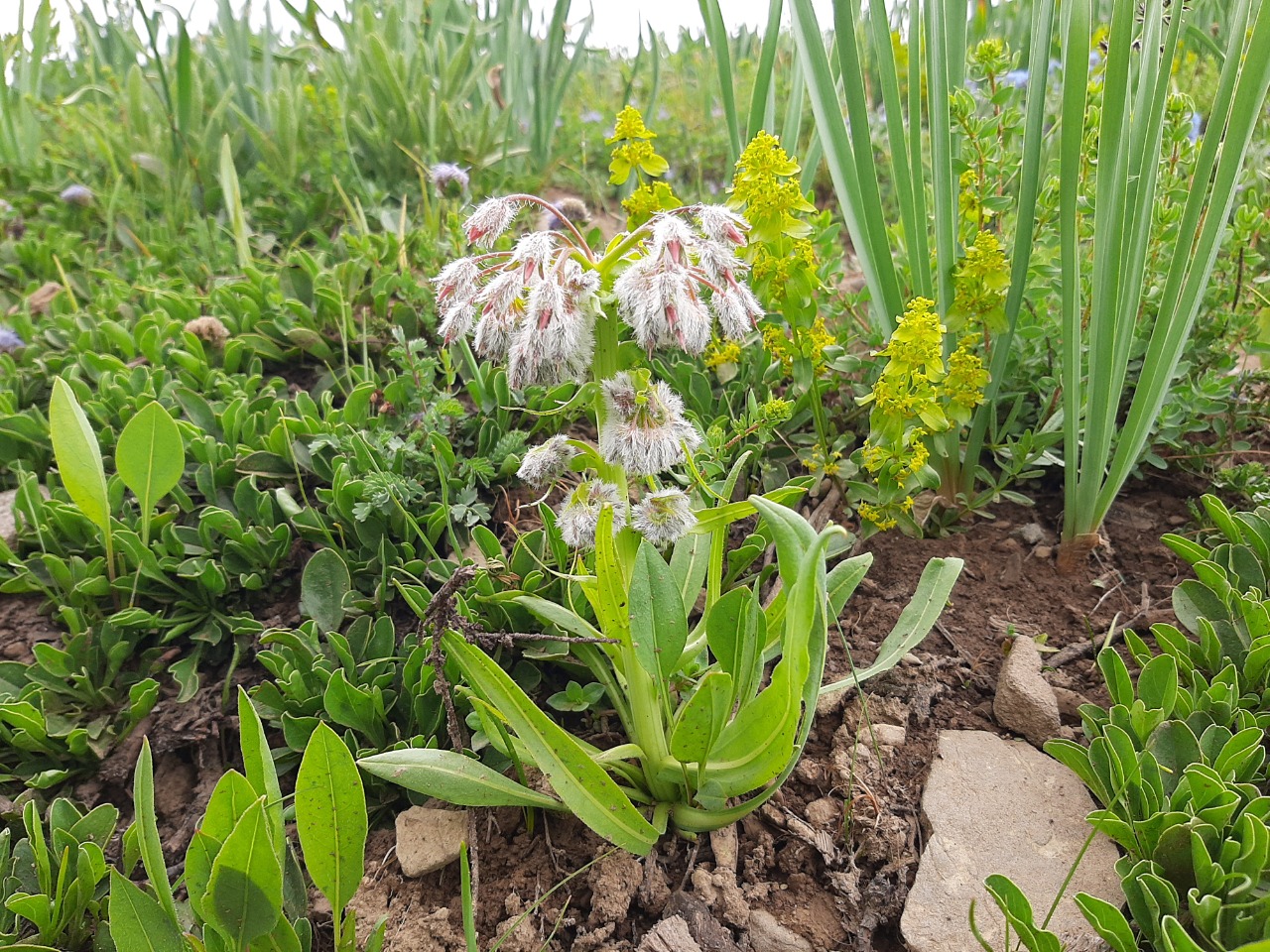 Rindera lanata