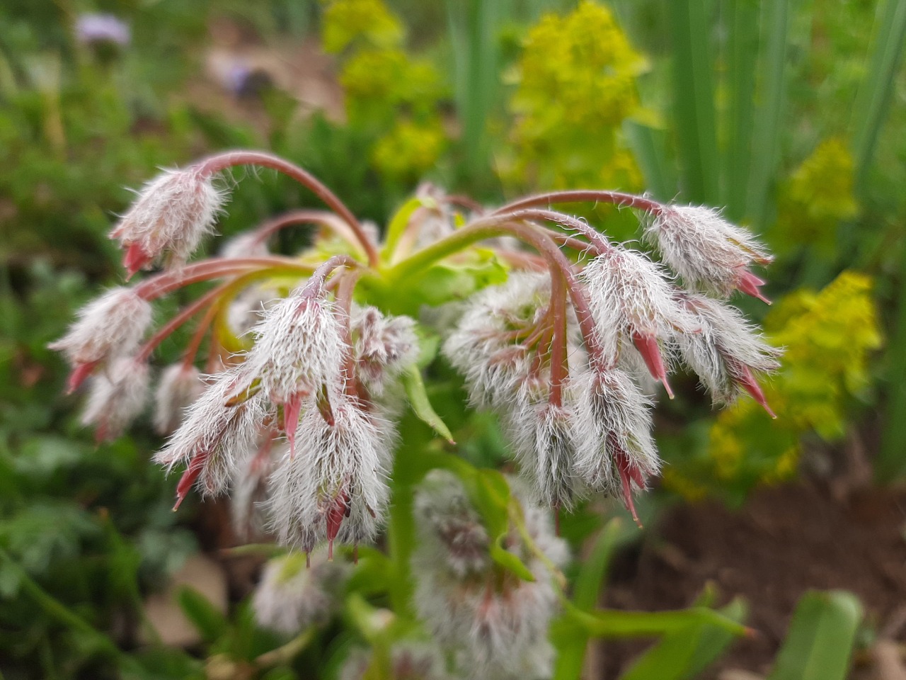 Rindera lanata