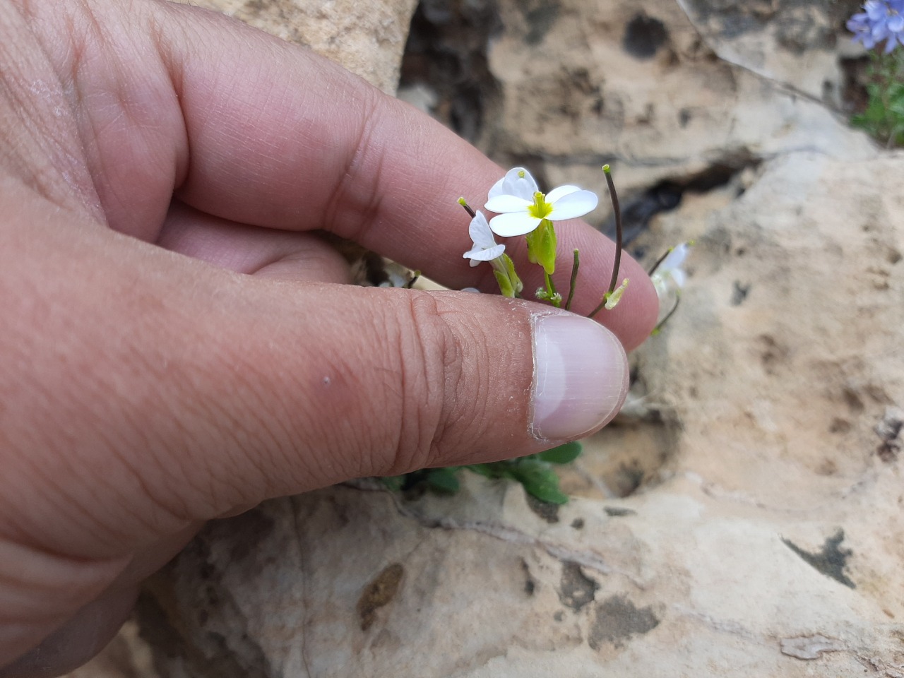 Arabis aucheri