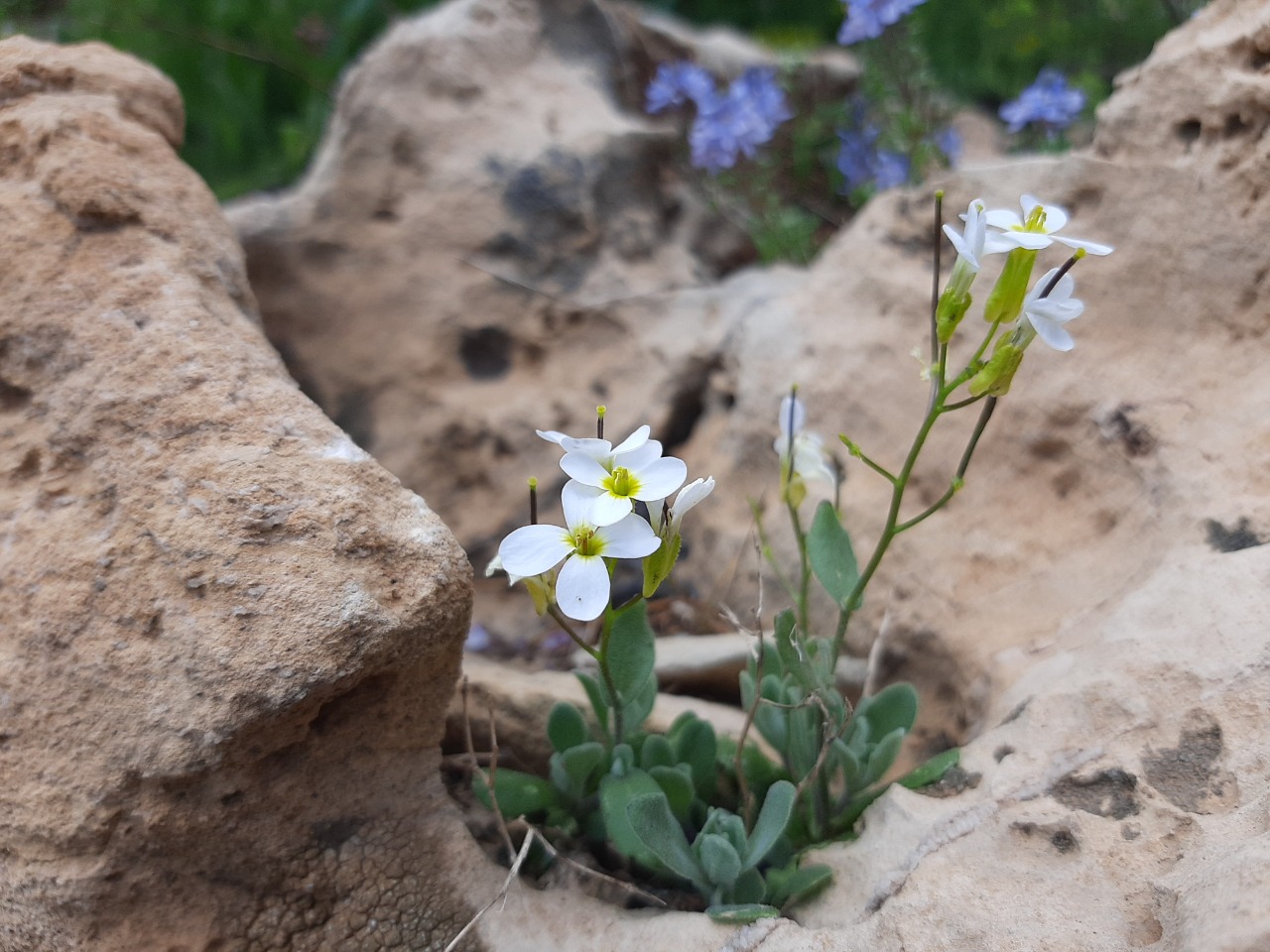 Arabis aucheri