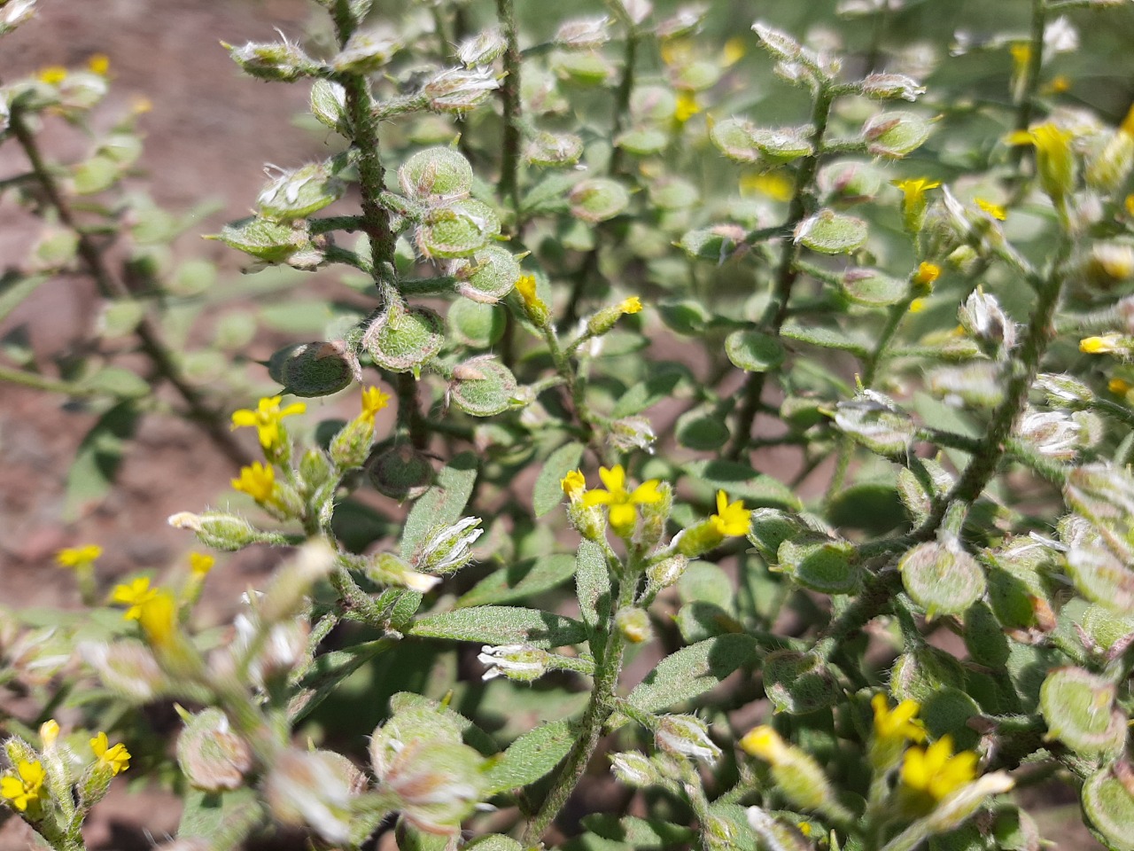 Alyssum alyssoides