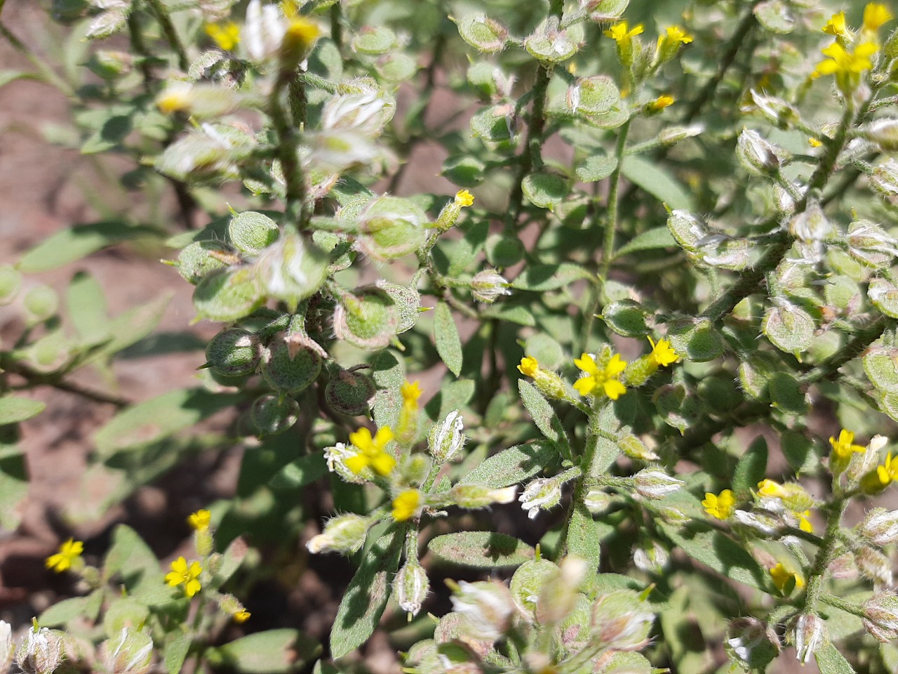 Alyssum alyssoides