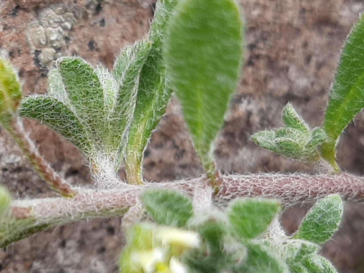 Alyssum alyssoides