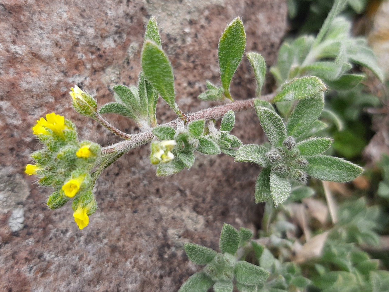 Alyssum alyssoides